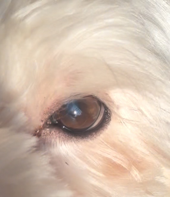 Pet Reference 3