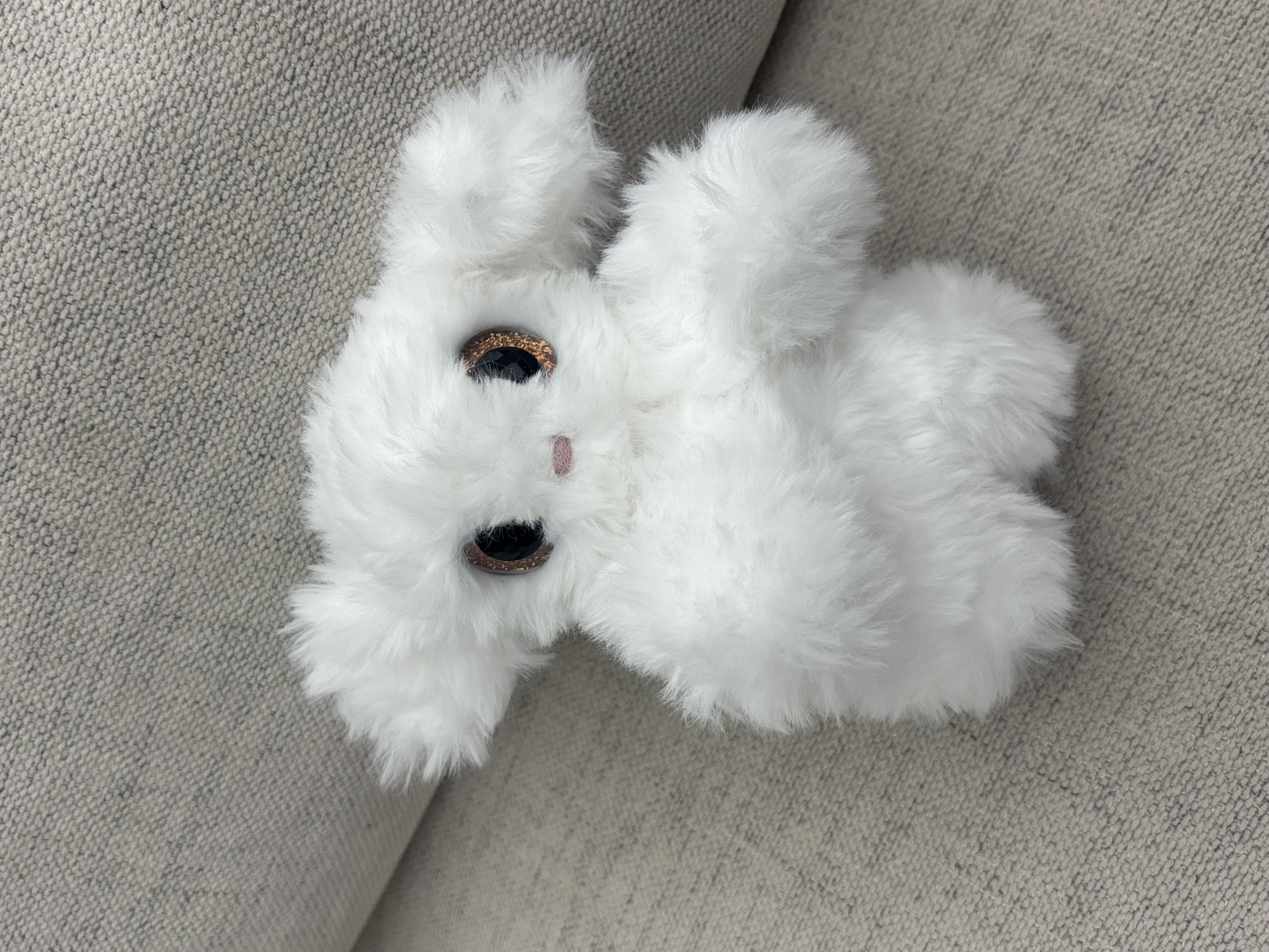 Puppy