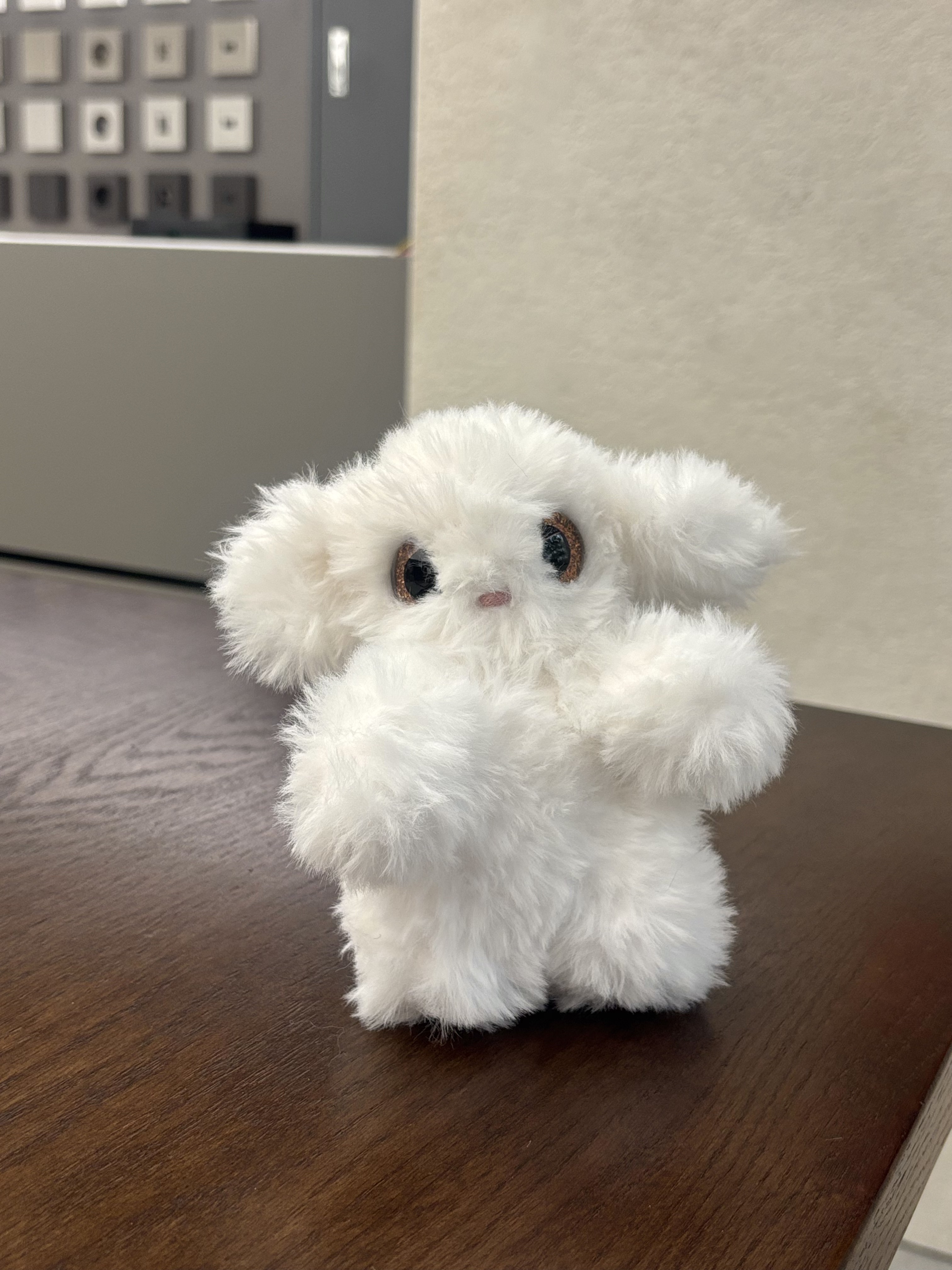 Puppy 6