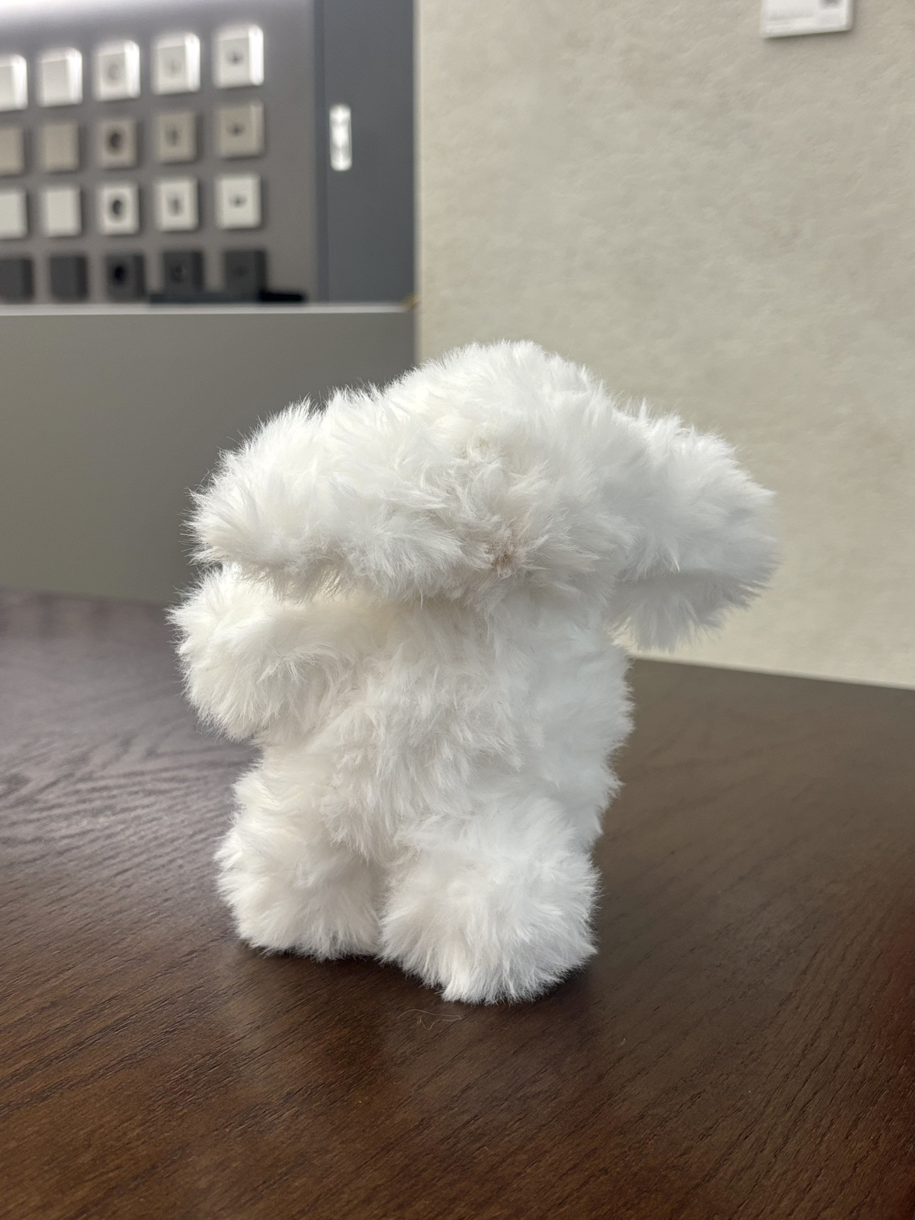 Puppy 8